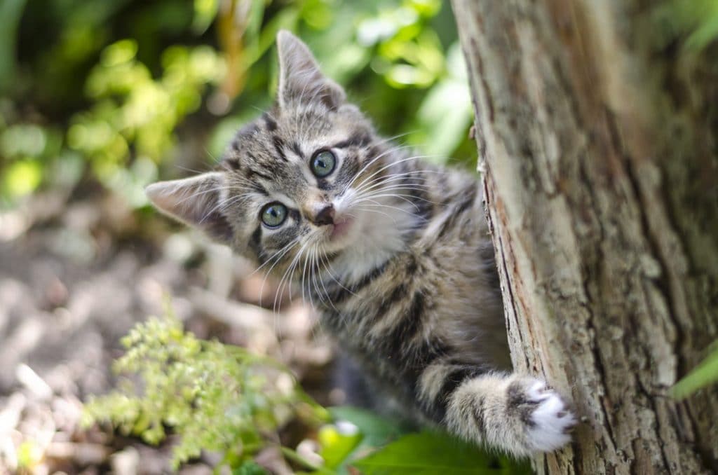 grey-kitten-in-tree